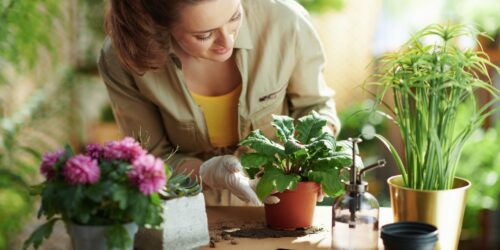 Welke plantensoorten bestaan er allemaal?