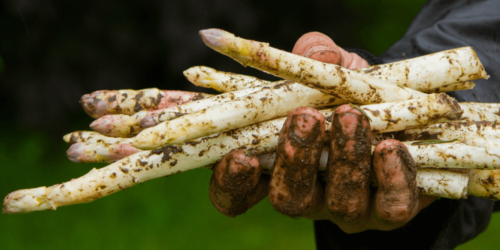 Dit hebben jouw (witte) asperges nodig