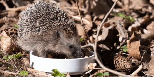 Zo geef je dieren een veilige overwinterplek