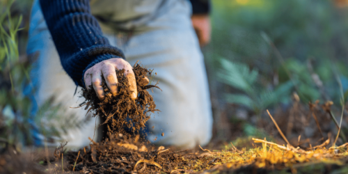 Waarom groenbemesters goed zijn voor je tuin (en hoe je ze plant)